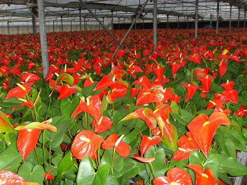 花更好苗圃基地